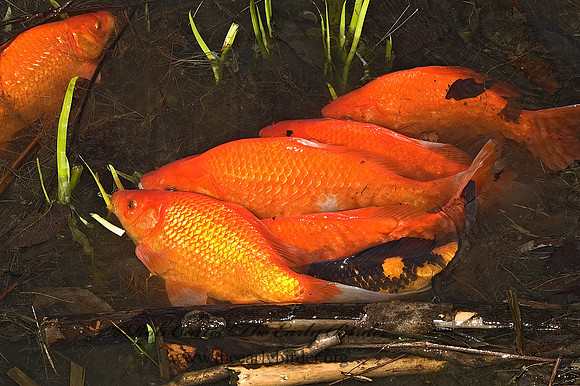 Cyprinus carpio  KOI 5004848z