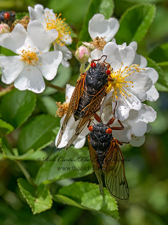 Magicicada cassinii CASSINI'S PERIODICAL CICADA 9088269 z