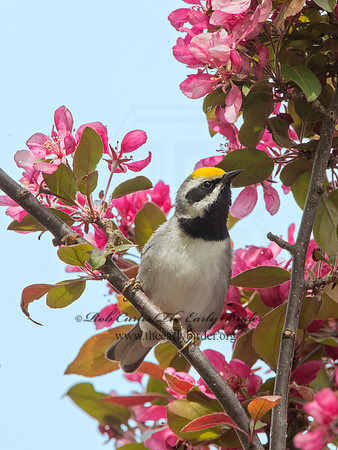 Vermivora chyrsoptera  GOLDEN-WINGED WARBLER 9030121z