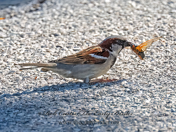 Passer domesticus HOUSE SPARROW 9089301z