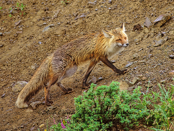 Vulpes vulpes  RED FOX 241022z