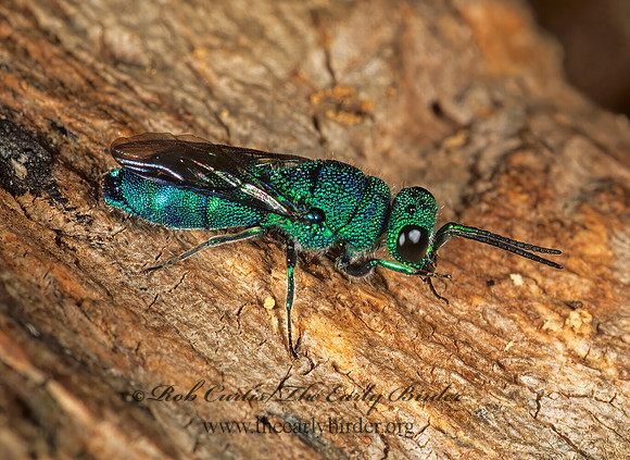 Caenochrysis 1110916z