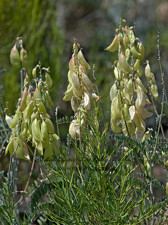 Astragalus trichopodus  SANTA BARBARA MILKVETCH 9055307z