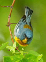 Setophaga americana NORTHERN PARULA 8022101z