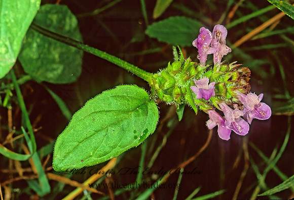 Prunella vulgaris  SELF-HEAL 115913z