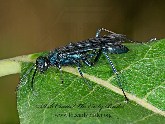 Chalybion californicum  BLUE MUD WASP 6015791z