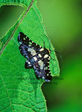 Thyris spulchralis  MOURNFUL THRYIS 170728z