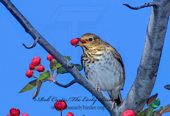Catharus ustulatus  SWAINSON'S THRUSH 288717z