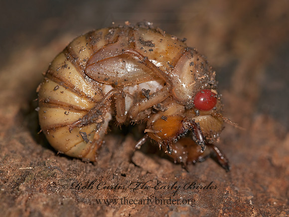 Magicicada septendecim  17-YEAR CICADA 3016143z