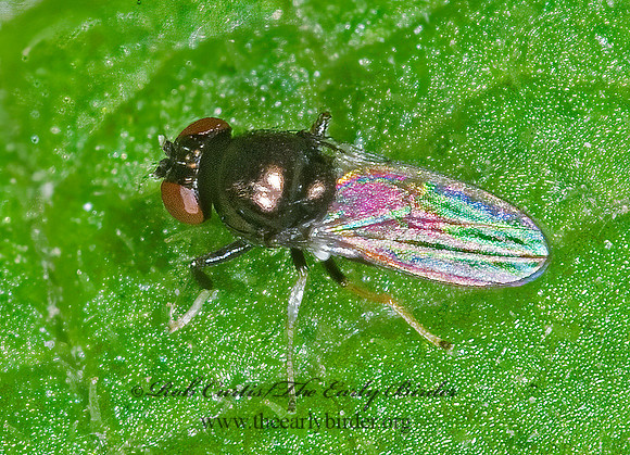 Athyroglossa glaphyropus  SHORE FLY 6016662z