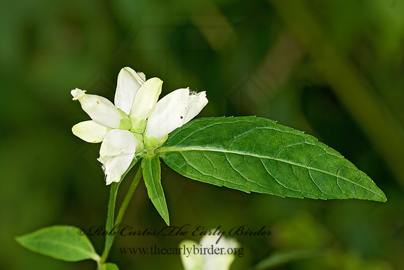 Chelone glabra  WHITE TURTLEHEAD 6014981 Chelone glabraz