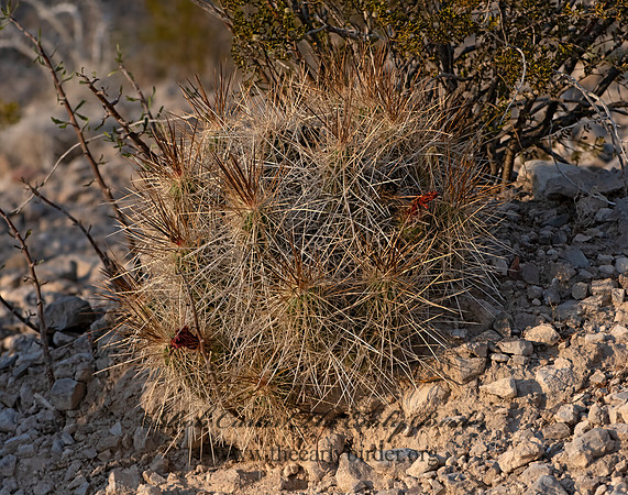Echinocereus stramineus  STRAWBERRY HEDGEHOG CACTUS 3038427-z
