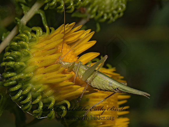 Oecanthus argentinus  PRAIRIE TREE CRICKET 3023216z