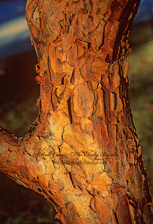 Acer griseus  PAPER BARK MAPLE 215021z