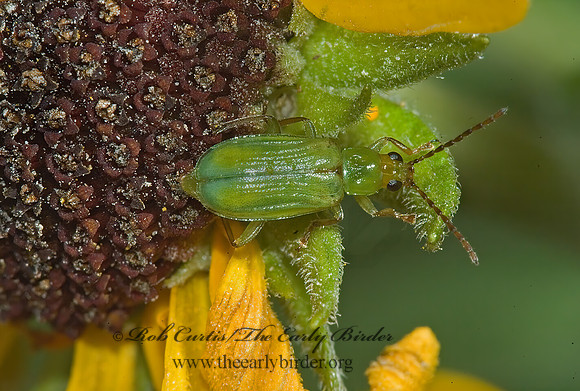 Diabrotica barberi NORTHERN CORN ROOTWORM BEETLE 5012642z