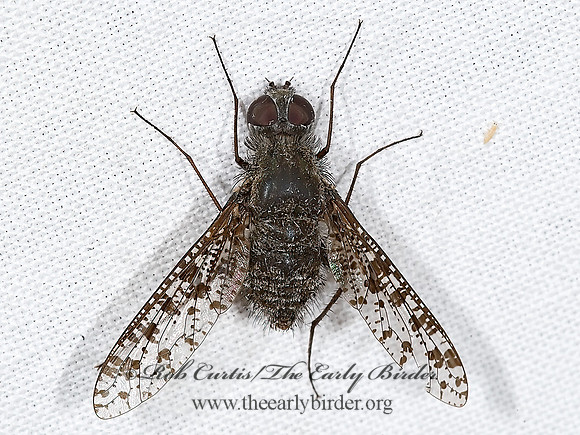 Anthrax irroratus  BEE FLY 6024841z