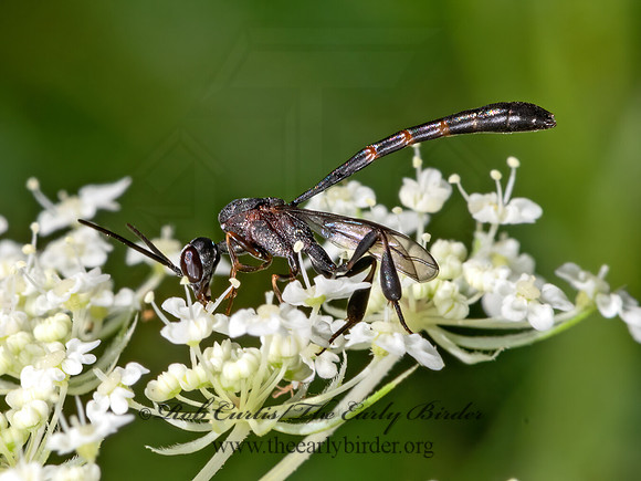 Gasteruption  GASTERUPTIID WASP 3022699z