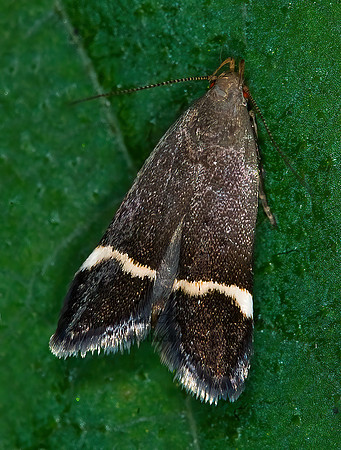 Anacampsis agrimonella TWIRLER MOTH 6008068z