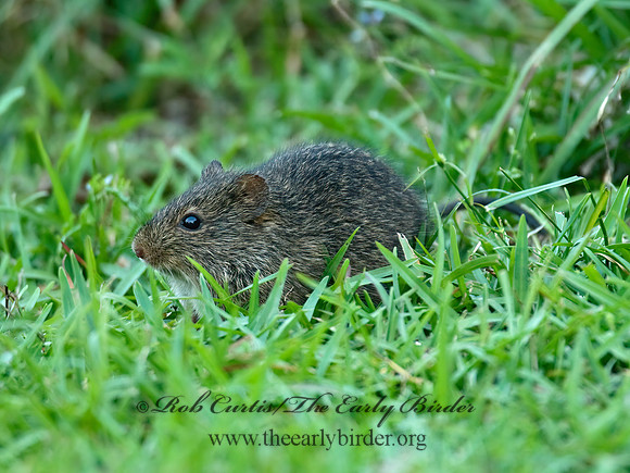 Sigmodon hispidus  HISPID COTTON RAT 7002394 z