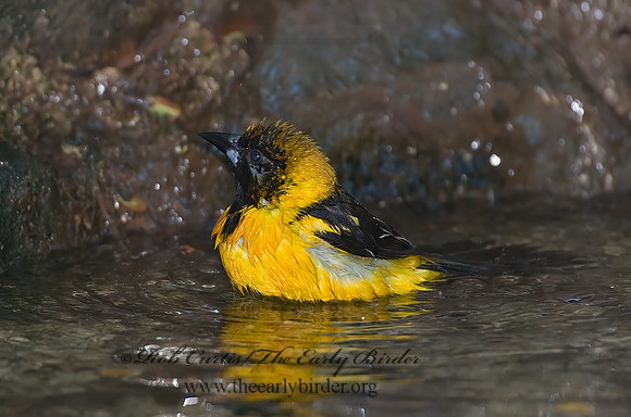 Icterus cucullatus  HOODED ORIOLE 7005679z