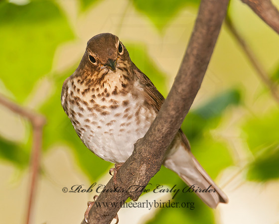 Catharus ustulatus  SWAINSON'S THRUSH 3002240z