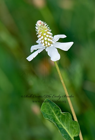 Anemopsis californica  LIZARD TAIL 6026692z