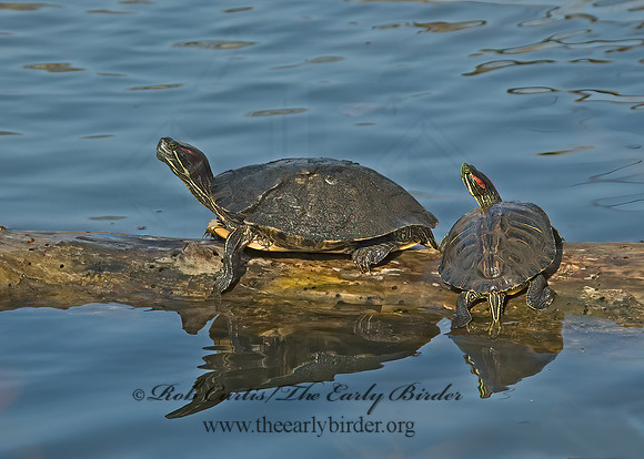 Trachemys scripta elegans  RED EARED SLIDER  500475z