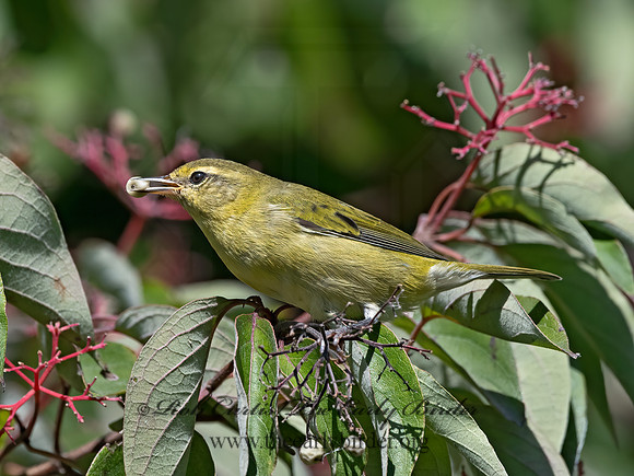 Leiothlypis peregrina  TENNESSEE WARBLER 3041912z