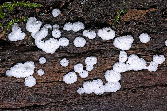Ceratiomyxa porioides HONEYCOMB CORAL MOLD 9089920z