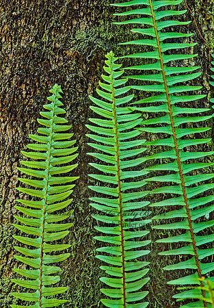 Nephrolepis cordifolia  TUBEROUS SWORD FERN 261025z