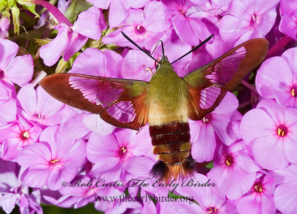 Hemaris thysbe  HUMMINGBIRD CLEARWING MOTH 5012097z