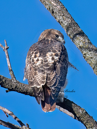Buteo jamaicensis RED-TAILED HAWK 6041708z