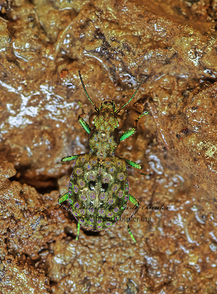 Elaphrus californicus 173323z