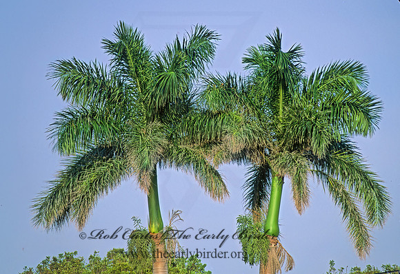 Roystonia regia  ROYAL PALM 246807z