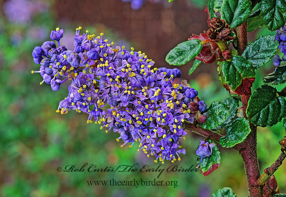 Ceanothus   AUTUMNAL BLUE 147427z