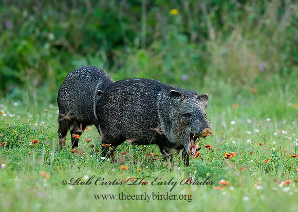 Tayassu angulatus  JAVELINA 6022713z