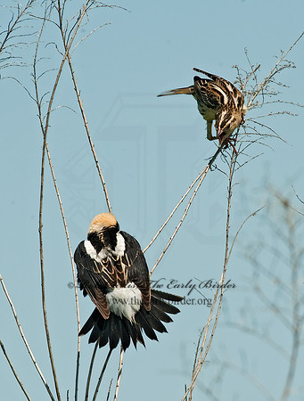 Dolichonyx oryzivorus  BOBOLINK 8025894z
