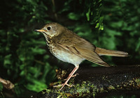 Catharus minimus  GRAY-CHEEKED THRUSH 193013z