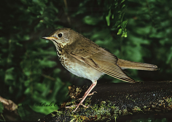 Catharus minimus  GRAY-CHEEKED THRUSH 193013z