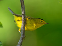 Cardellina pusilla WILSON'S WARBLER 9039053z