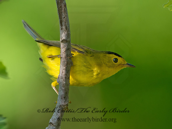 Cardellina pusilla  WILSON'S WARBLER 9039053z