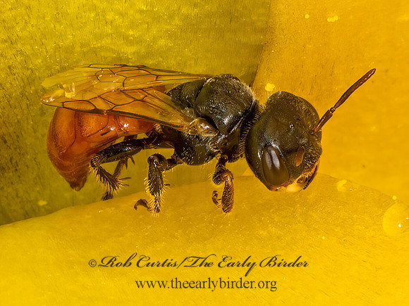 Macrotera  GOBLIN BEE 3035787z