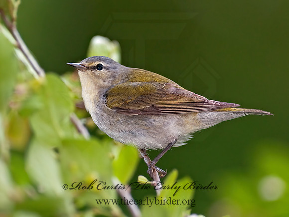 Leiothlypis peregrina  TENNESSEE WARBLER 3002443z