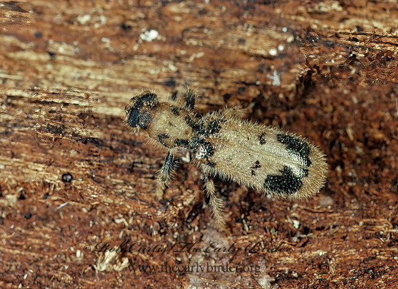 Pelonium meculicolle  CHECKERED BEETLE 89615z