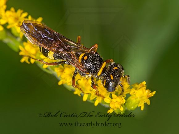Philanthus gibbosus  BEEWOLF WASP 9003675z