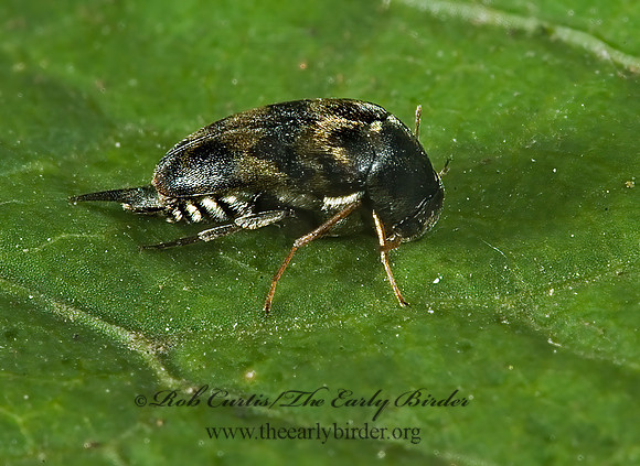 Paramordellaria triloba 5013257z