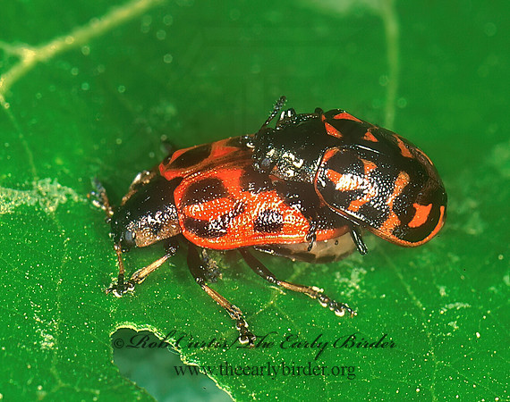Chrysomela falsa 242409z