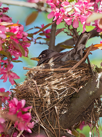 Turdus migratorius  AMERICAN ROBIN 9044312z