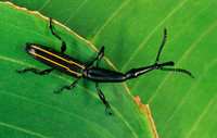 Brentidae (PRIMITIVE WEEVILS)