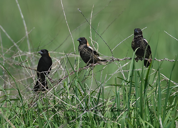 Dolichonyx oryzivorus  BOBOLINK 6004489z